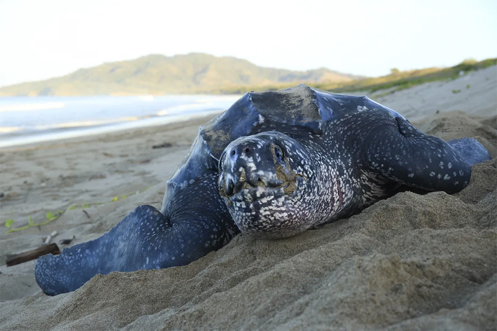 A leatherback sea turtle on the shores of Playa Grande. (Photo: Carrie Lederer)