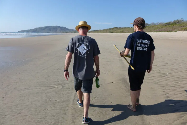 Earthwatch volunteers patrol the beach of Playa Grande.