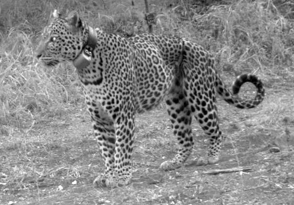 Earthwatch Blog Article: Declining Leopard Populations in South Africa Prompt a Call to Action for Earthwatch