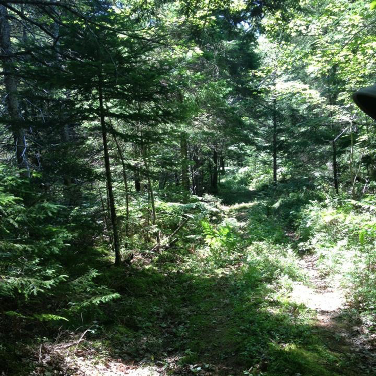 The woods of Nova Scotia. | Earthwatch