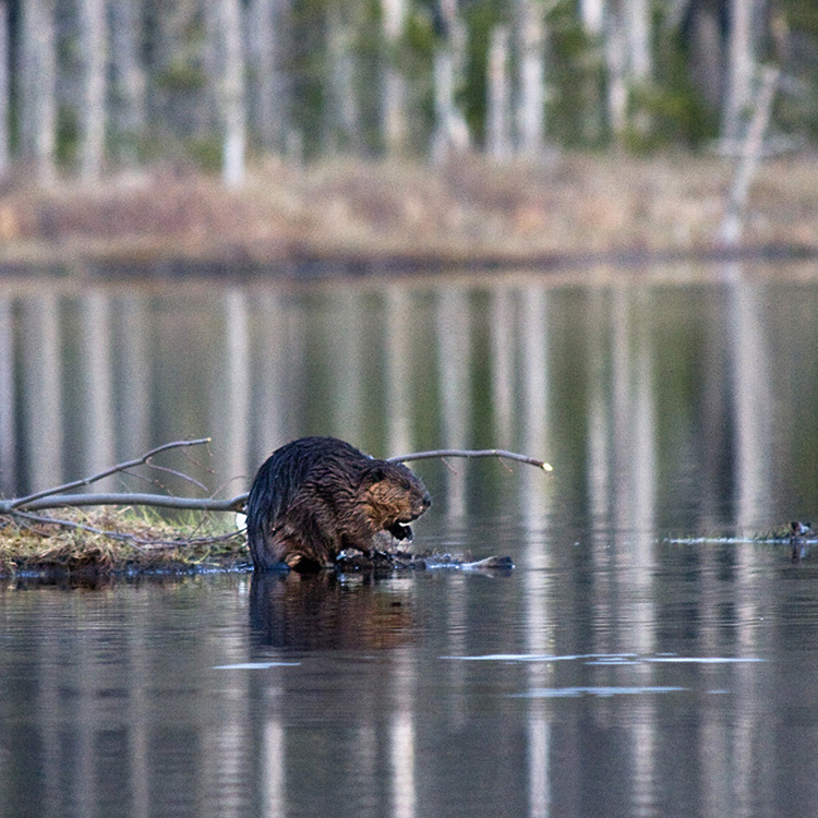 A beaver seen during the expedition Mammals of Nova Scotia. | Earthwatch
