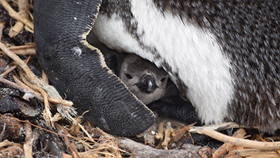 Earthwatch volunteers will help to weigh and measure penguin chicks. This data will be used to assess their body condition index (a bit like BMI in humans) and will help researchers assess the benefit of a newly-established Marine Protected Area around Robben Island.