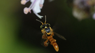 Earthwatch pollinator expedition: "Conserving Wild Bees and Other Pollinators of Costa Rica"