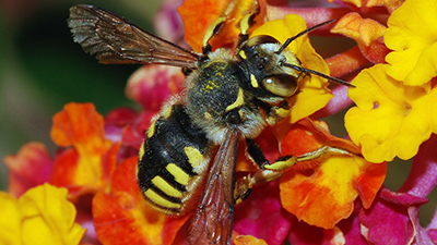 Earthwatch pollinator expedition: "Cracking the Code: the Mysteries of Native Bees in Utah"