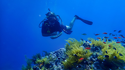 Snorkel (or scuba dive if you’re a member of a scuba team) over artificial and natural reefs to survey biodiversity, take pictures, and collect nutrient samples.