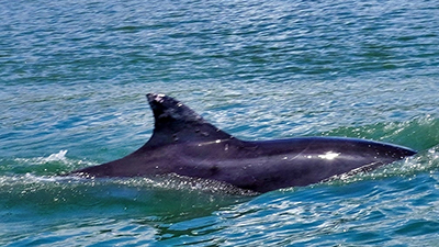 Back on land, you’ll help sort pictures of each dolphin species so that scientists can identify individuals using the unique scars, notches and other markings on their dorsal fins. 
