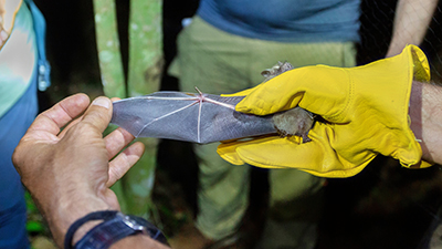 Earthwatch participants will help set up mist nets, record specimen measurements, and place acoustic recorders to monitor bat populations in the reserve.