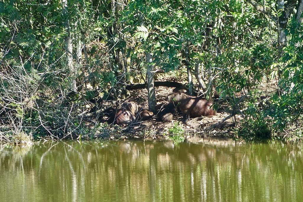 A Capybarra lounging along the shoreline of REGUA's wetlands.