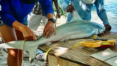 Two people holding down a shark to measure it for research purposes.