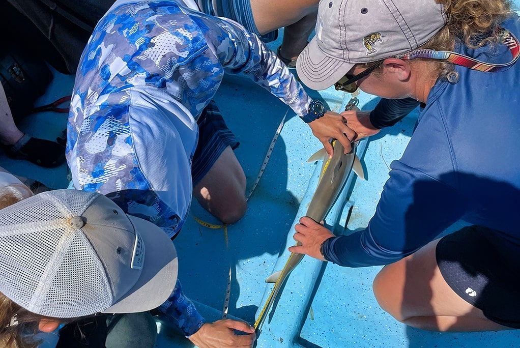 Several people are working on a boat measuring a sharpnose shark that was captured on a coastal longline survey.  |. Earthwatch