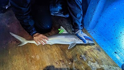 A person holding down a sharpnose shark to display tag.