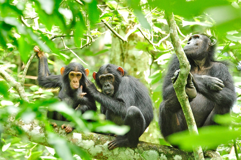 Three chimps sitting among the foliage in an Uganda forest.
