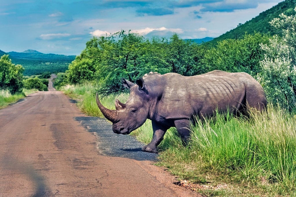 A rhino walking across a road in South Africa.