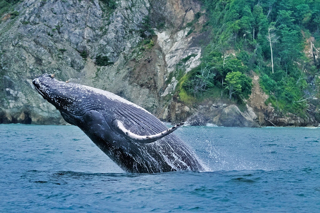A whale breaching in Costa Rica.