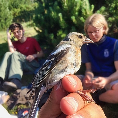 Two teens sitting in the background behind a hand holding a Eurasian chaffinch (Fringilla coelebs).