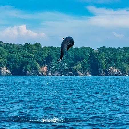 A bottlenose dolphin leaping in Costa Rica.