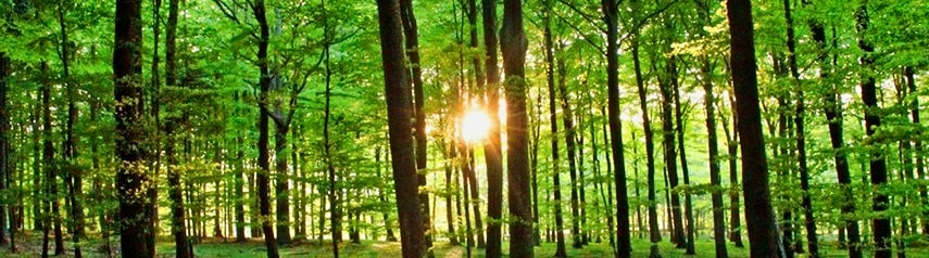 The sun peeking out from behind a trees in a forest.