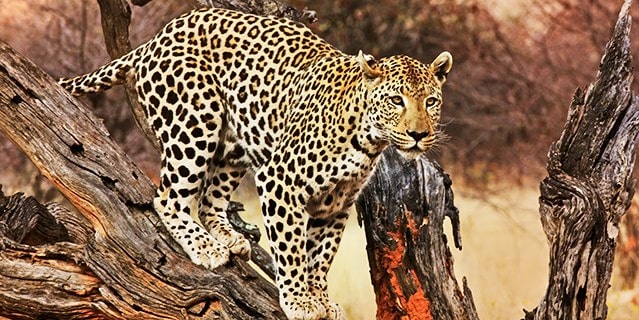 A leopard (Panthera pardus) hunting