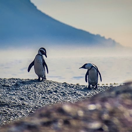 Two African penguins (Spheniscus demersus), also known as Cape penguin or South African penguin