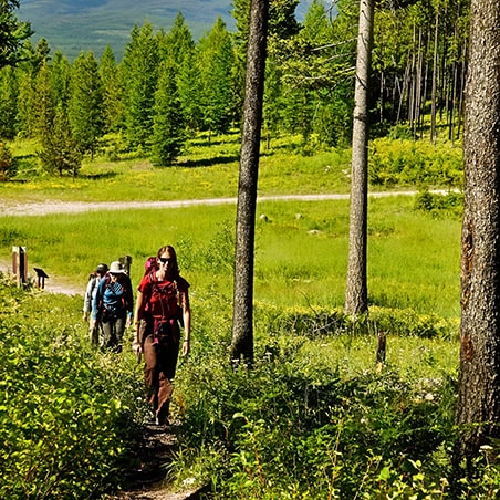 A group of people hiking up in a forest.