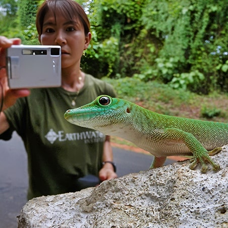A woman taking a photo of a gecko (Phelsuma madagascariensis).