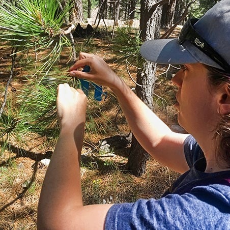 A woman counting pine needles for research purposes.