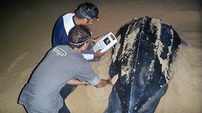 Observe and monitor nesting leatherbacks © Nathan Robinson