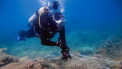 A scuba diver establishing underwater experimental plots