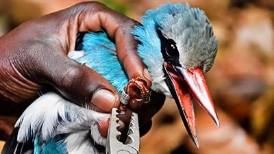 A Blue-breasted kingfisher (Halcyon malimbica) being banded by a researcher.