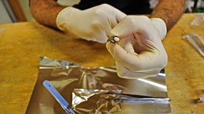 A pair of gloved hands holding a biopsy sample in a lab.