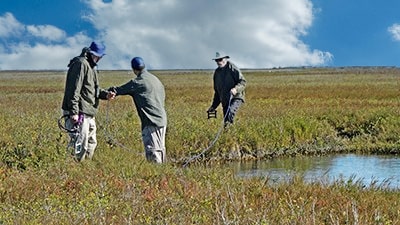 Participants sample a marsh to determine the abundance of Blue crabs (Callinectes sapidus) and Carolina wolfberry (Lycium carolinianum)
