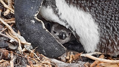 An African penguin (Spheniscus demersus) with a chick peeking through.