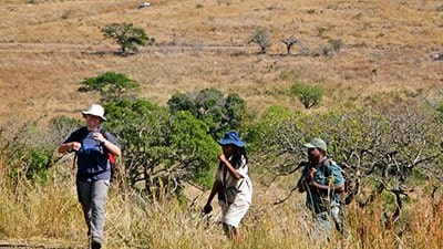 Participants trekking through the savanna observing and noting the location of every animal they see