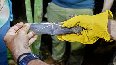A research show volunteers the wing of a bat as they monitor bat populations in the reserve (C) Aslam Ibrahim Castellon Maure.jpg