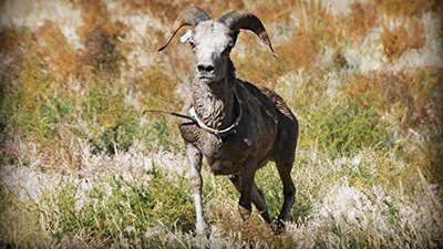 A tagged and radio-collared Desert bighorn sheep (Ovis canadensis nelsoni) running (C) Emma Fowler