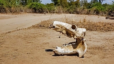 A skull found during a bone survey in Zambia