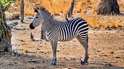 A Plains Zebra (Equus quagga) in Zambia