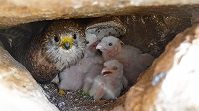 A female kestrel in a nest with several chicks