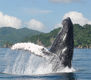 Earthwatch Expedition Marine Mammals and Predators in Costa Rica