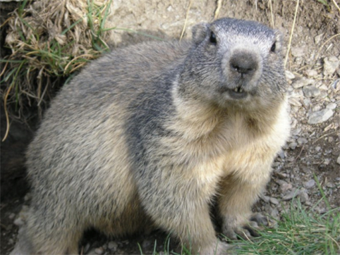 © Marmot Wikimedia Commons