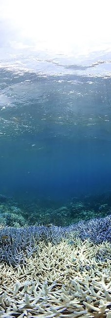 Coral bleaching in Okinawa, Japan, September 2016. (Courtesy XL Catlin Seaview Survey)