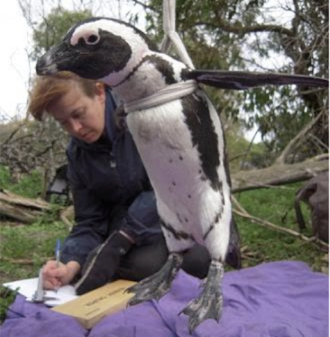 A researcher weighs an adult African penguin. No penguin dignity was permanently harmed. © Douglas Poggioli