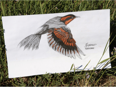 An outstanding colored sketch of a varied thrush by Kirsten, a 2012 Teen Team volunteer © the artist and Earthwatch.