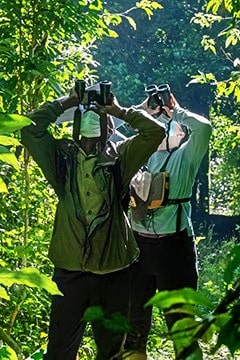 Two men looking up into the trees with binoculars.