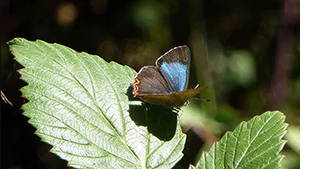 Earthwatch Expedition: Butterflies and Bees in the Indian Himalayas