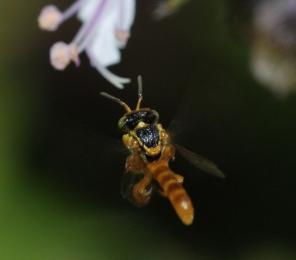 CONSERVING WILD BEES AND OTHER POLLINATORS OF COSTA RICA