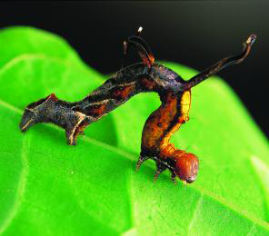 Tracking Caterpillars in Tropical Forests