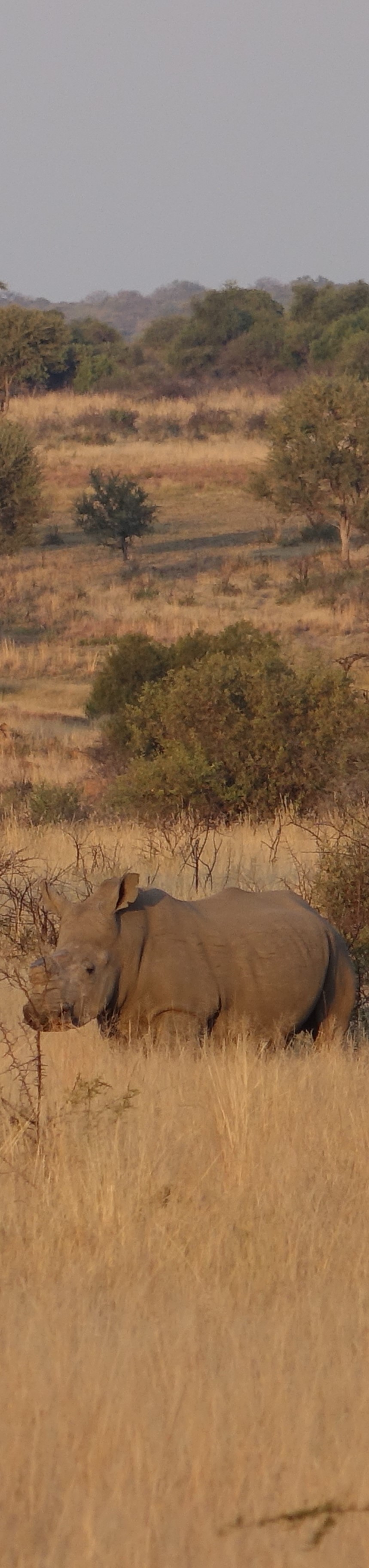 A white rhino standing in the African savanna.
