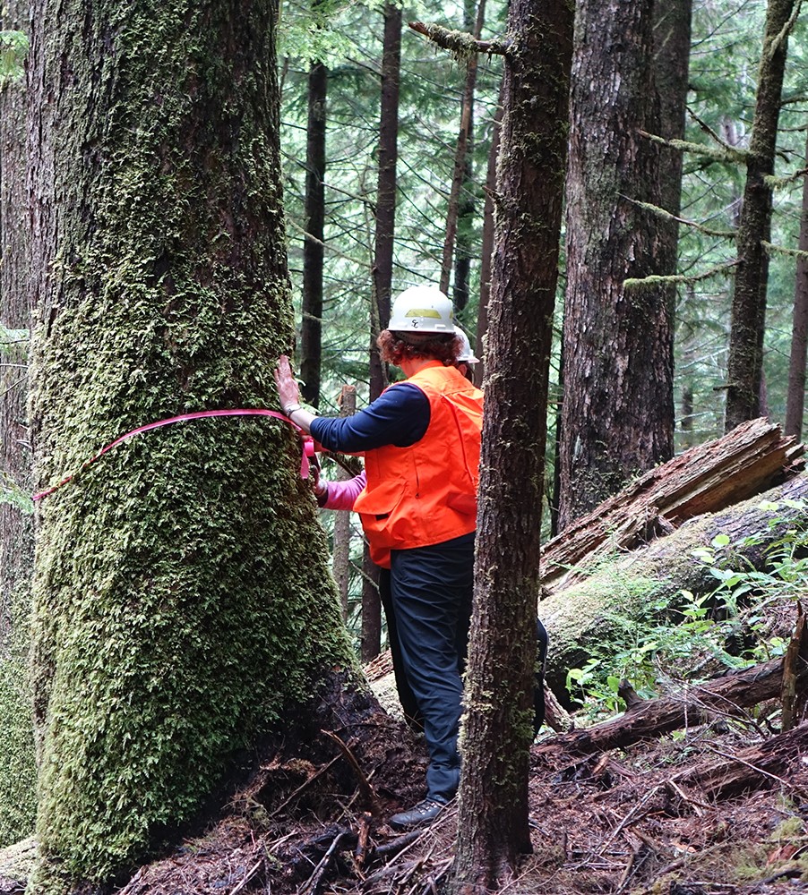 An Earthwatch volunteer measuring a tree.