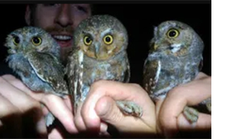 Earthwatch Expedition: Following Forest Owls in the Western U.S